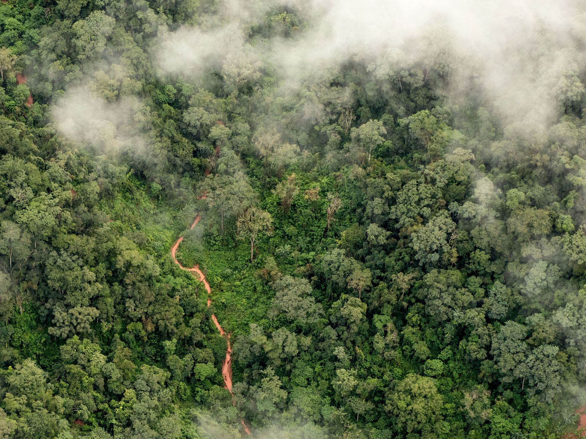 Bosques nativos